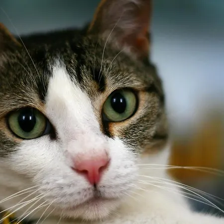 ベッド・アンド・ブレックファスト Dei Due Portoni Storica