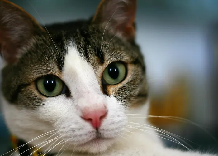 לינה וארוחת בוקר Dei Due Portoni Storica